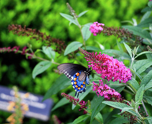 Butterfly Poster featuring the photograph NC Arboretum Butterflies 1 by Matt Sexton