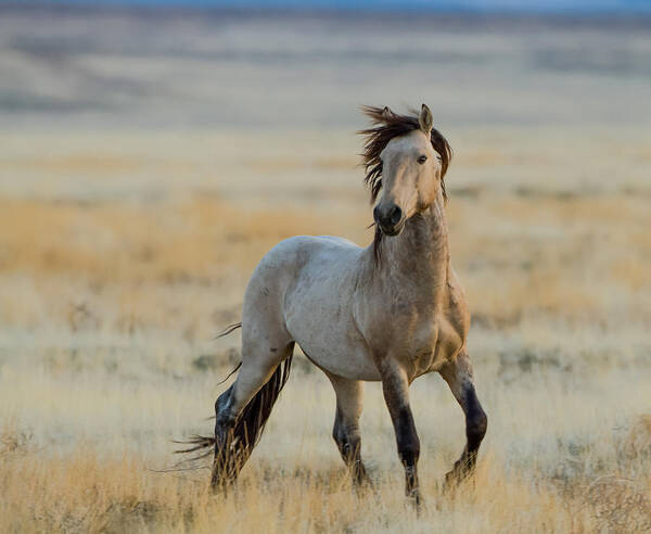 Wild Horse Poster featuring the photograph New Stallion by Kent Keller