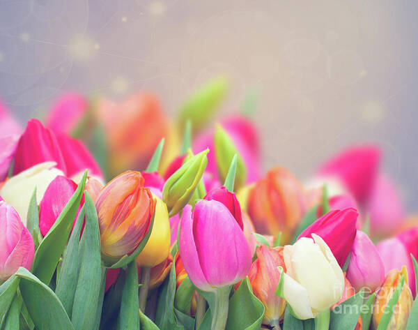 Beam Poster featuring the photograph Tulips in my Garden by Anastasy Yarmolovich