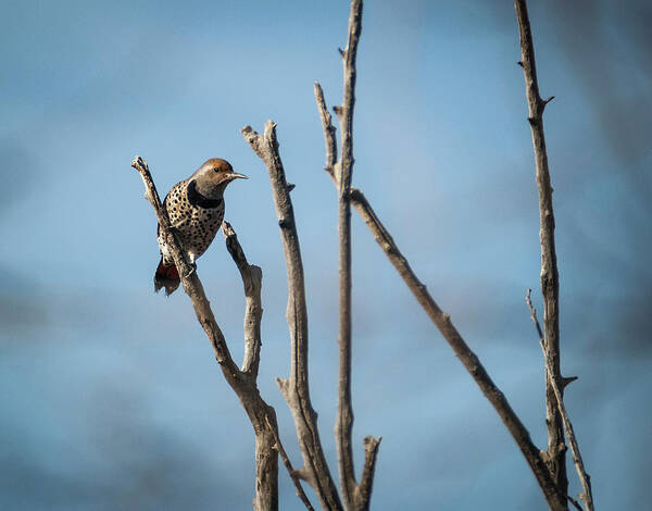 Woodpecker Poster featuring the photograph Northern Flicker Woodpecker by Rick Mosher