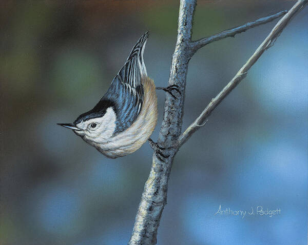 Nuthatch Poster featuring the painting Nuthatch by Anthony J Padgett