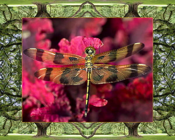 Nature Photos Poster featuring the photograph Oak Tree Dragonfly by Bell And Todd
