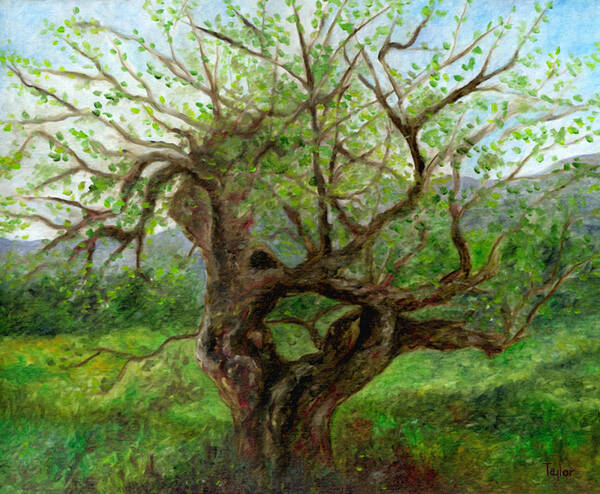Apple Tree Poster featuring the painting Old Apple Tree by FT McKinstry