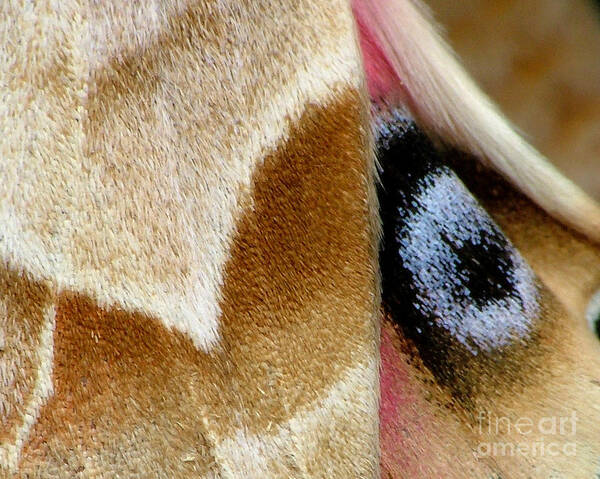 One-eyed Poster featuring the photograph On Fragile Moth's Wings by Katie LaSalle-Lowery