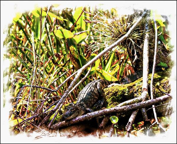 Alligator Poster featuring the photograph On the Waters Edge by Sheri McLeroy
