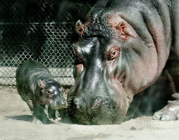  Poster featuring the photograph One Day Old Baby Hippo and Mom by Sherry Curry