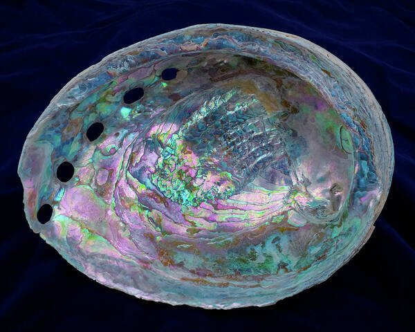 Abalone Poster featuring the photograph Opalescent Abalone Seashell on Blue Velvet by Kathy Anselmo