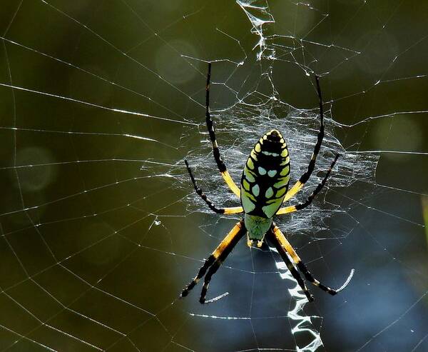 Spider Poster featuring the photograph Orb-Weaver 2 by Bruce W Krucke