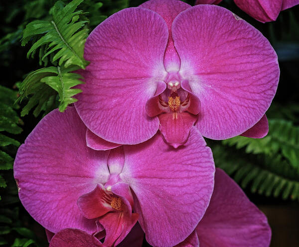 Orchid Poster featuring the photograph Orchid by Robert Pilkington