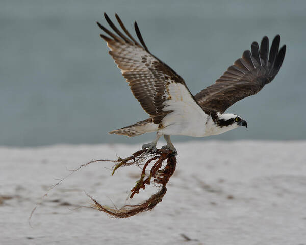 Osprey Poster featuring the photograph Osprey Flying with Seaweed by Artful Imagery
