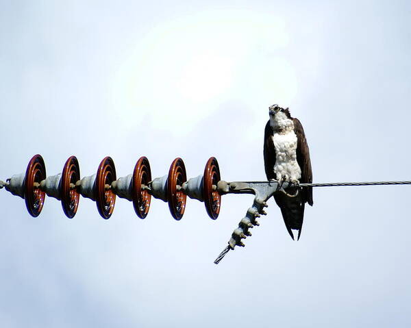 Birds Poster featuring the photograph Osprey on Powerline 1 by Ben Upham III