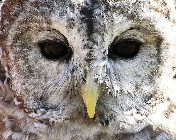 Wildlife Poster featuring the photograph Owl Eyes by William Selander