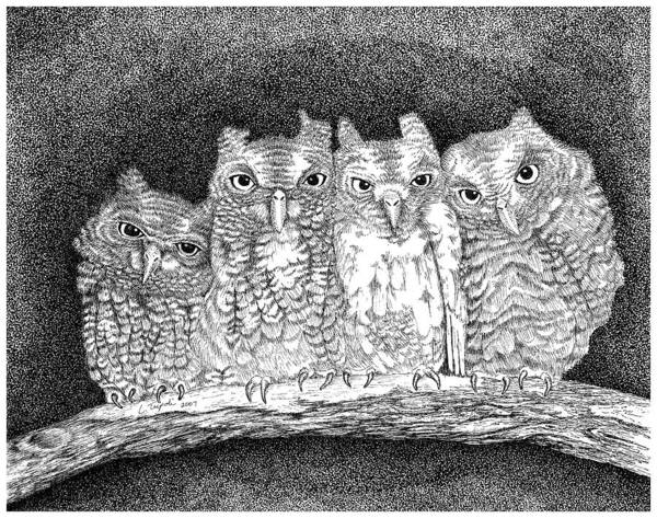 Owl Poster featuring the drawing Owls by Lawrence Tripoli