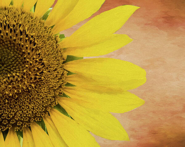 Sunflower Poster featuring the photograph Painted Sunflower by Cathy Kovarik