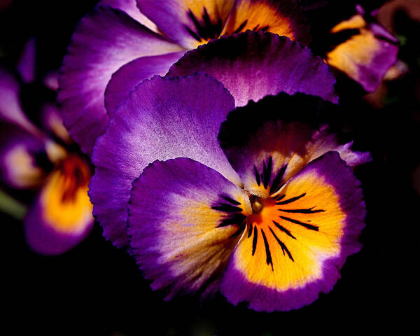 Pansies Poster featuring the photograph Pansies by Rona Black