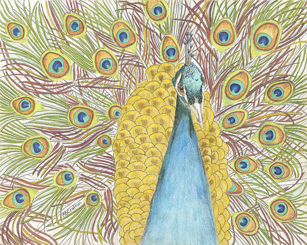 Peacock Poster featuring the drawing Peacock One by Arlene Crafton