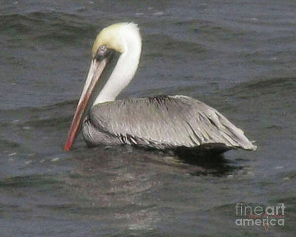 Bird Poster featuring the photograph Pelican by Donna Brown
