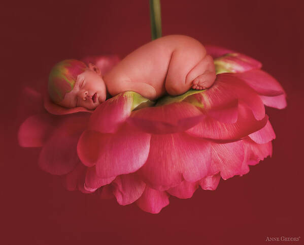 Pink Poster featuring the photograph Chelsea on a Pink Peony Rose by Anne Geddes