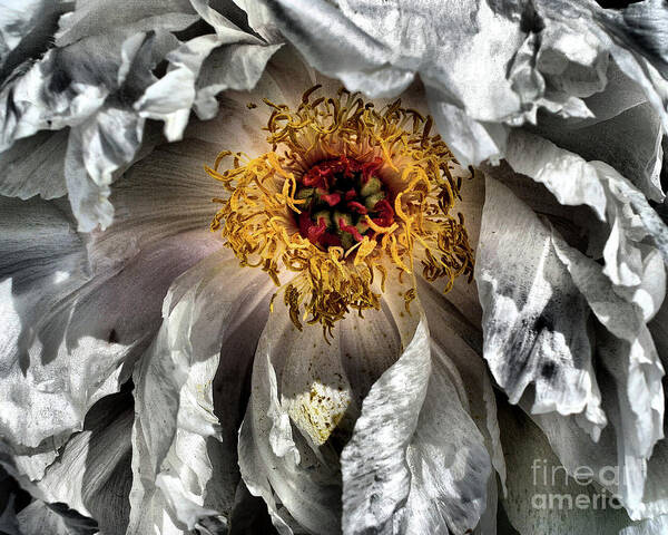 Peony Poster featuring the photograph Peony Flower Petals by Smilin Eyes Treasures