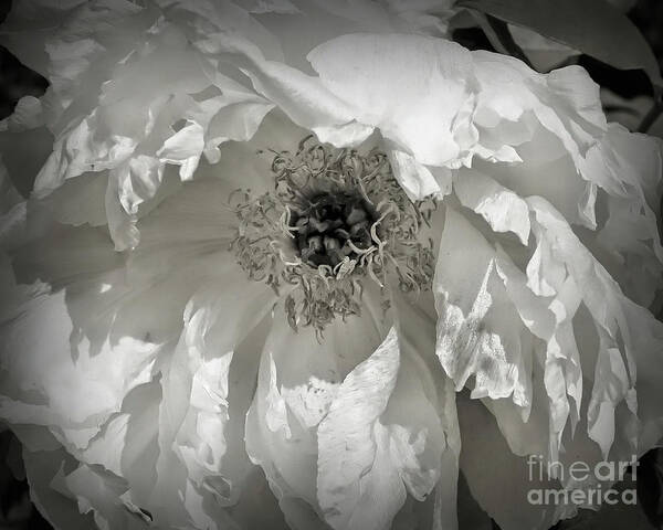 Peony Poster featuring the photograph Peony Petals In Black And White by Smilin Eyes Treasures