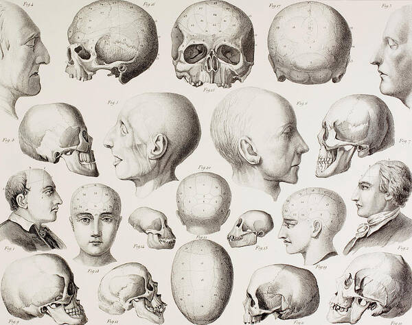 Skull Poster featuring the drawing Phrenological illustration by English School