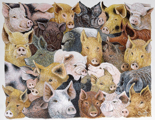 Pig Poster featuring the painting Pigs Galore by Pat Scott