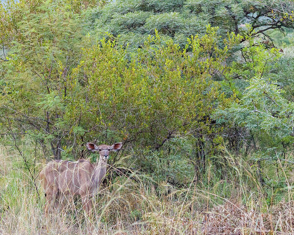 Mabula Private Game Lodge Poster featuring the photograph Pilanes National Park 17 by Erika Gentry