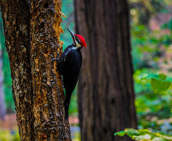 Pileated Woodpecker Poster featuring the photograph Pileated Woodpecker by Steph Gabler