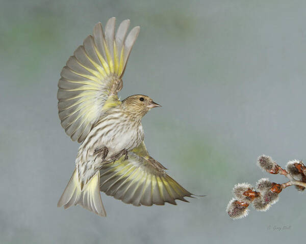 Nature Poster featuring the photograph Pining To Be Poplar by Gerry Sibell