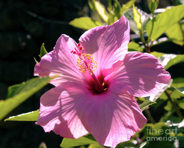 Fine Art Photography Poster featuring the photograph Pink Hibiscus by Patricia Griffin Brett