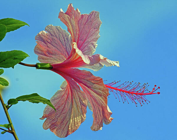 Flower Poster featuring the photograph Pink Lady Hibiscus by Larry Nieland