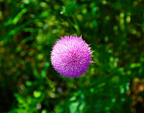 Pink Poster featuring the photograph Pink Thistle Study 2 by Robert Meyers-Lussier