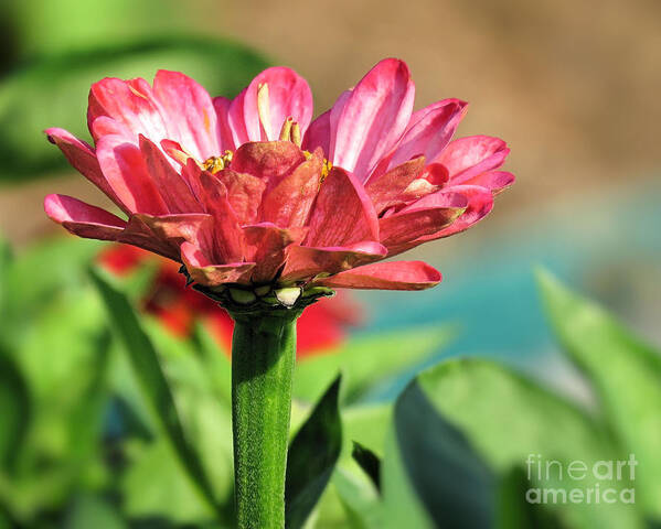 Pink Zinnia Poster featuring the photograph Pinkish by Janice Drew
