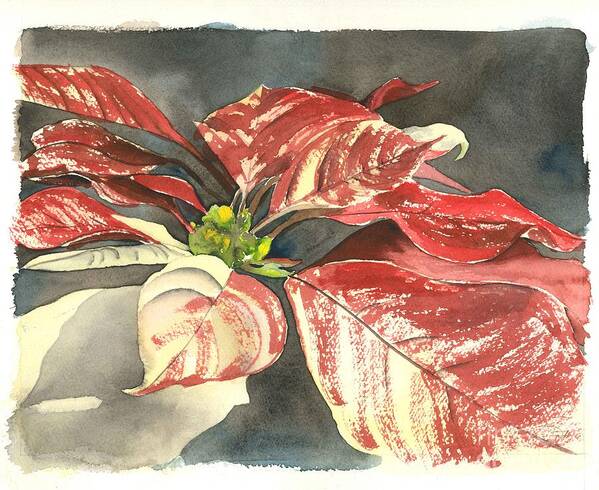 Poinsettia Poster featuring the painting Poinsettia by Denise Ogier