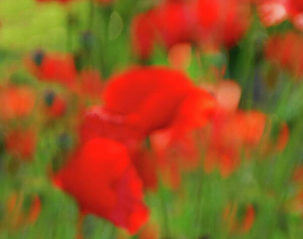 Poppy Poster featuring the photograph Poppy Scape by Andrea Kollo