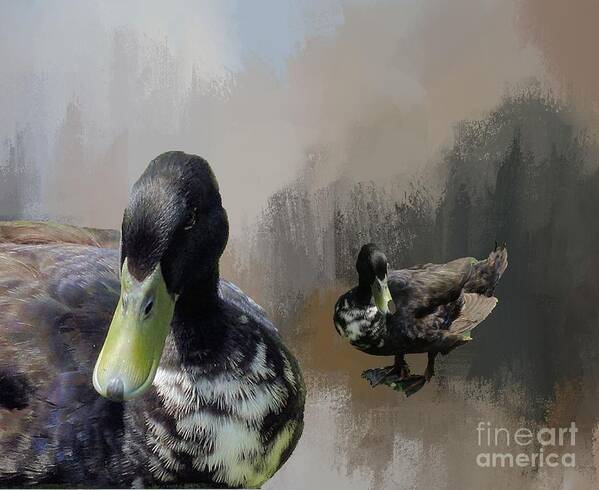 Duck Poster featuring the photograph Portrait of a Black Duck in Winter by Janette Boyd
