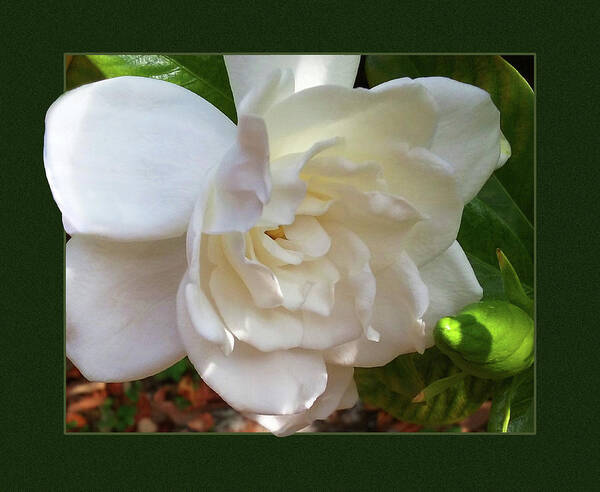 Gardenia Poster featuring the photograph Portrait of a Gardenia by Ginny Schmidt