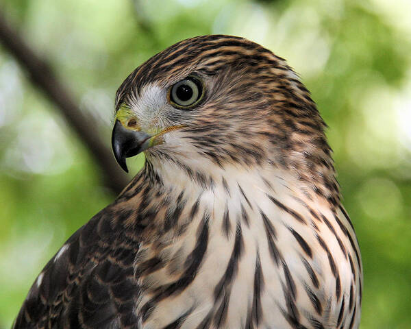 Cooper's Hawk Poster featuring the photograph Portrait of a young Cooper's Hawk by Doris Potter