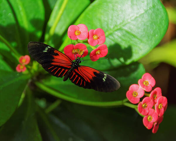 Darin Volpe Animals Poster featuring the photograph Red -- Postman Butterfly at Key West Butterfly and Nature Conservatory, Key West, Florida by Darin Volpe