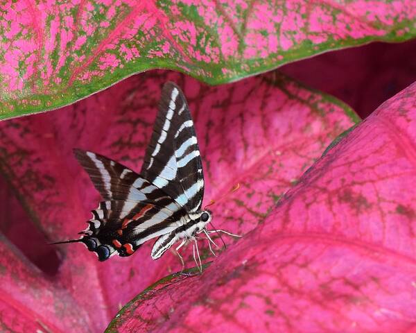 Zebra Swallowtail Poster featuring the photograph Pretty On Pink by Chip Gilbert