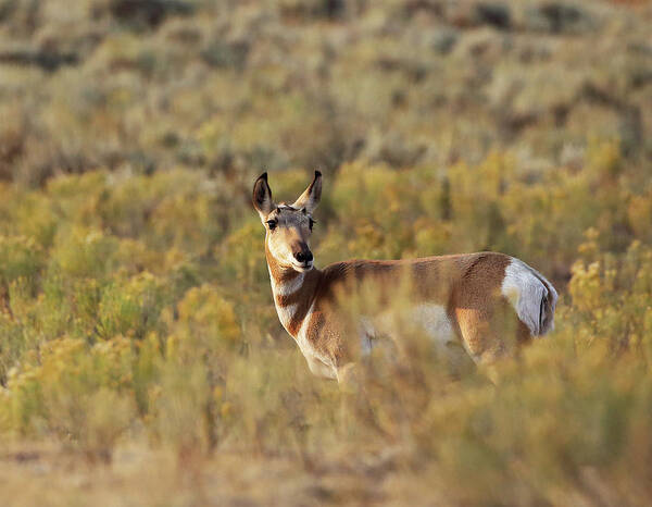 Pronghorn Antelope Poster featuring the photograph Pronghorn Doe by Jean Clark