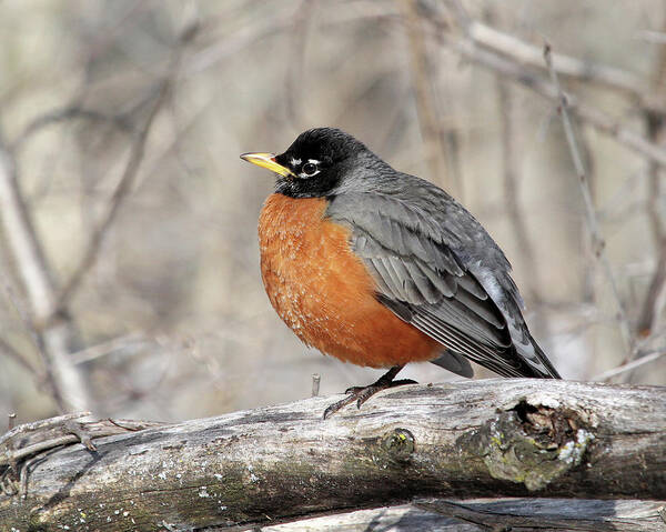 American Robin Poster featuring the photograph Puffed Up Robin by Doris Potter