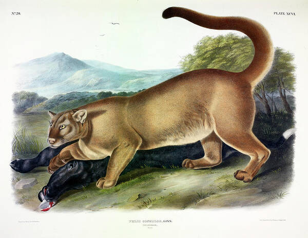 The Cougar Poster featuring the painting Puma by John James Audubon
