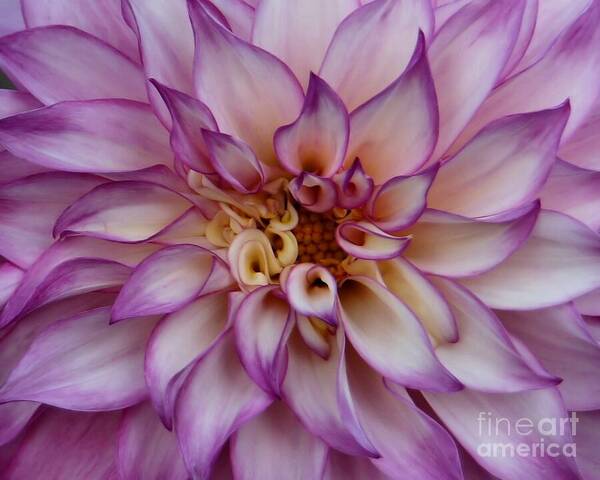 Dahlia Poster featuring the photograph Purple Flames by Patricia Strand
