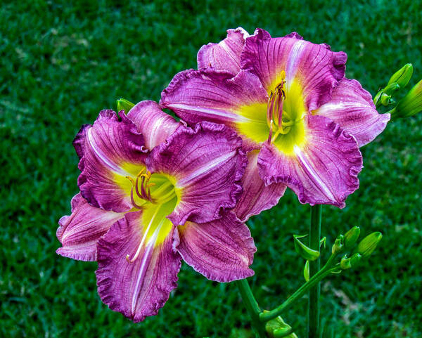 Flowers Poster featuring the photograph Purple Pair by Nathan Little