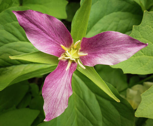 Loree Johnson Photography Poster featuring the photograph Purple Trillium by Loree Johnson