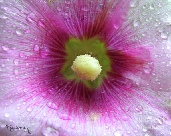 Flora Poster featuring the photograph Raindrops on Hollyhocks by Mariarosa Rockefeller