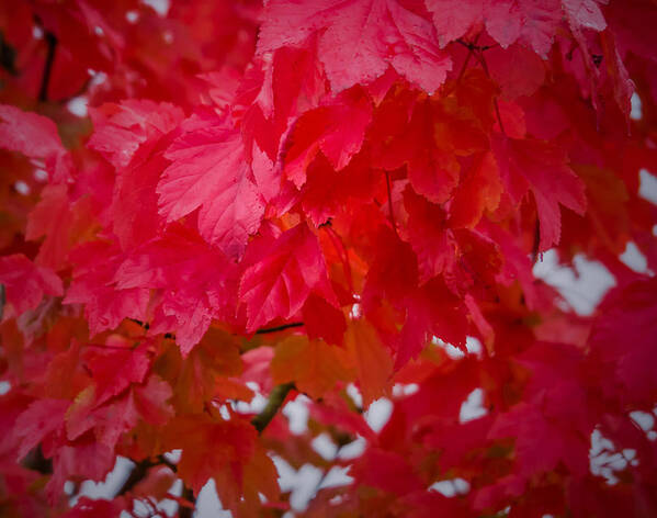 Trees Poster featuring the photograph Ready to Fall by Nick Bywater