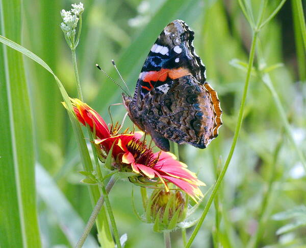 Butterfly Poster featuring the photograph Red Admiral by James Smullins