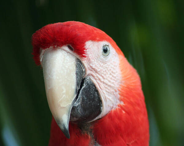 Scarlet Poster featuring the photograph Red Macaw by Anita Parker